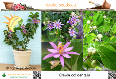 Grewia occidentalis, 10 Samen